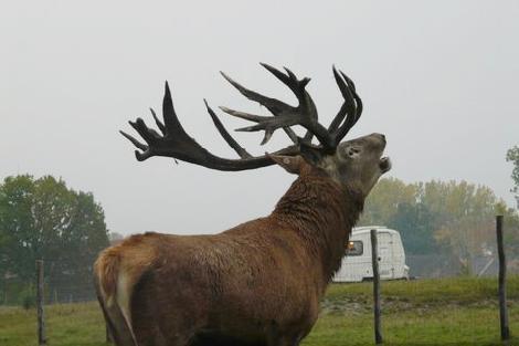 JAR chov jelenů jeleni chov daňků farma v Polsku